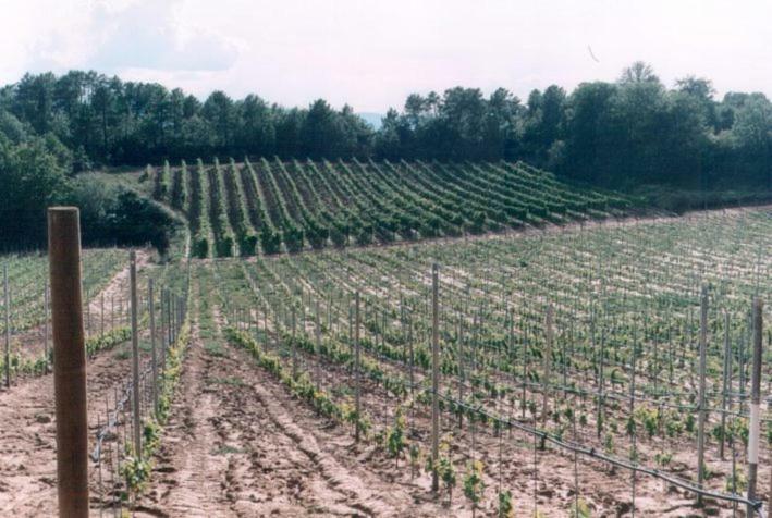 Agriturismo Campo Del Monte Campogialli Exteriér fotografie